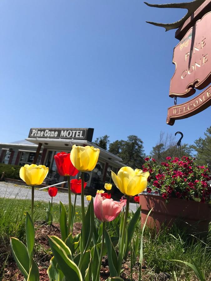 Pinecone Motel サセックス エクステリア 写真